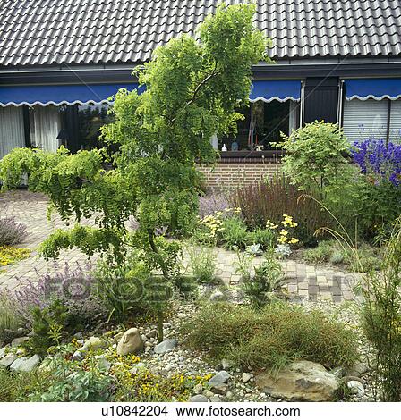 Picture - Acacia tree in bed in front of single-storey house. Fotosearch
