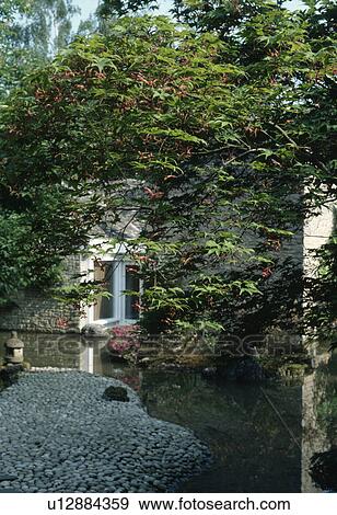 Stock Photo - Acer in oriental style courtyard with pebble paving and small curved stream. Fotosearch