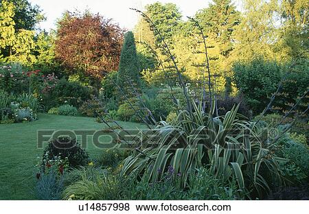 Stock Photo - Agave in border of large country garden in late summer. Fotosearch