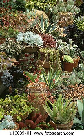 Stock Image - Agave in collection of terracotta pots. Fotosearch