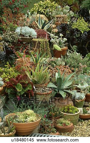Stock Photography - Agave in collection of terracotta pots. Fotosearch