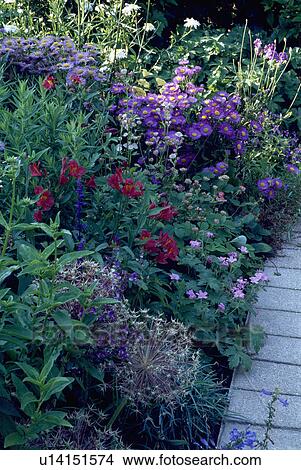 Alium seedheads and purple erigeron in flowering borders in country garden in summer View Large Photo Image Picture - Alium seedheads and purple erigeron in flowering borders in country garden in summer. Fotosearch