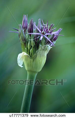 Stock Photo - allium christophii, allium, purple, bulb, plants. Fotosearch