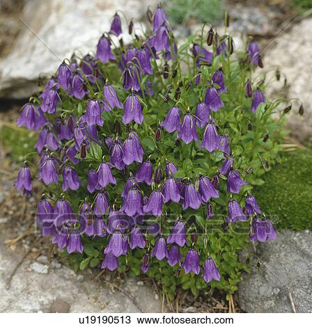 Stock Image - Alpine campanula in a rockery. Fotosearch