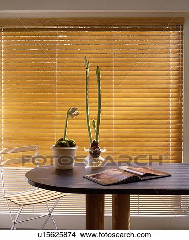 Picture - Amaryllis in pots on modern table in dining room with slatted wooden blinds. Fotosearch