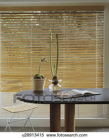 Amaryllis in pots on modern table in dining room with slatted wooden blinds View Large Photo Image Stock Photography - Amaryllis in pots on modern table in dining room with slatted wooden blinds. Fotosearch