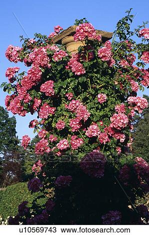 American Pillar roses View Large Photo Image Stock Image - American Pillar roses. Fotosearch
