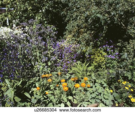 Picture - Anchusa in marigolds in flowering borders in country garden in summer. Fotosearch