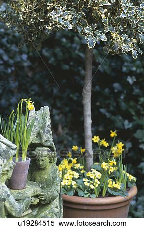 Angel statue beside holly tree in terracotta pot with daffodils and primroses View Large Photo Image Stock Photography - Angel statue beside holly tree in terracotta pot with daffodils and primroses. Fotosearch