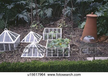 Antique glass cloches and terracotta forcing pot View Large Photo Image Picture - Antique glass cloches and terracotta forcing pot. Fotosearch