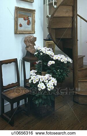 Stock Photograph - Antique wooden chair and pots of white daisies beside wooden spiral staircase in white hall . Fotosearch