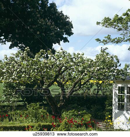 Apple trees in large country vegetable garden in spring View Large Photo Image Stock Image - Apple trees in large country vegetable garden in spring. Fotosearch