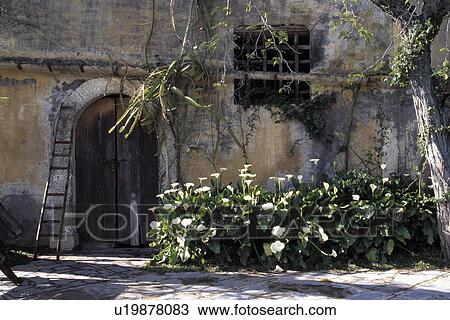 Arum lilies in front of Sicilian house View Large Photo Image Stock Image - Arum lilies in front of Sicilian house. Fotosearch