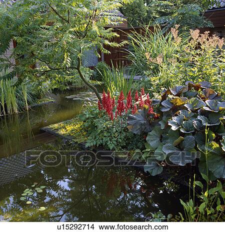 Astilbe and gunnera beside pond in country garden in summer View Large Photo Image Picture - Astilbe and gunnera beside pond in country garden in summer. Fotosearch