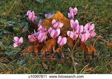 Stock Image - autumn, hr 704, cyclamen hederifolium, cyclamen neapolitanum, pink, plants. Fotosearch