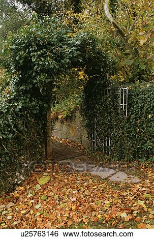 Stock Photograph - Autumn leaves and paved path through ivy-covered arch. Fotosearch