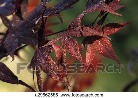 autumn, tree, acer palmatum, plants View Large Photo Image Stock Photography - autumn, tree, acer palmatum, plants. Fotosearch