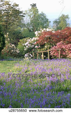 Stock Image - Azaleas and bluebells in large natural country garden in spring. Fotosearch