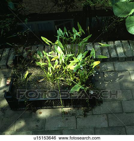 Stock Photograph -  Basket of pickerel weed waiting to be planted in a small urban brick built pond. Fotosearch