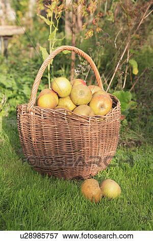 baskets, gardens, food, fruit, harvest View Large Photo Image Stock Photo - baskets, gardens, food, fruit, harvest. Fotosearch