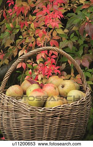 baskets, hr 683, gardens, food, fruit, harvest View Large Photo Image Stock Image - baskets, hr 683, gardens, food, fruit, harvest. Fotosearch