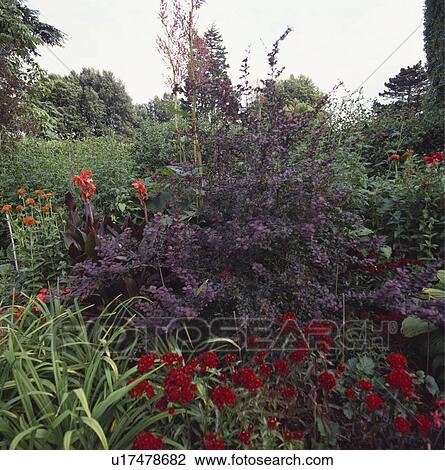 Stock Image - Berberis and red sweet williams in herbaceous border in large country garden in summer. Fotosearch