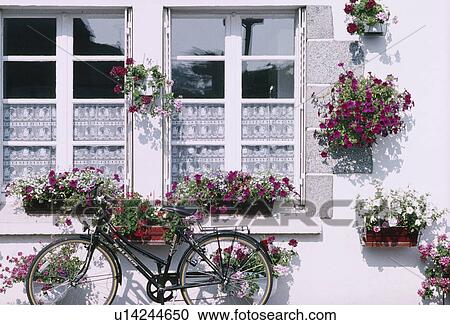Bicycle in front of window with lace curtains and hanging baskets with purple petunias View Large Photo Image Stock Image - Bicycle in front of window with lace curtains and hanging baskets with purple petunias. Fotosearch