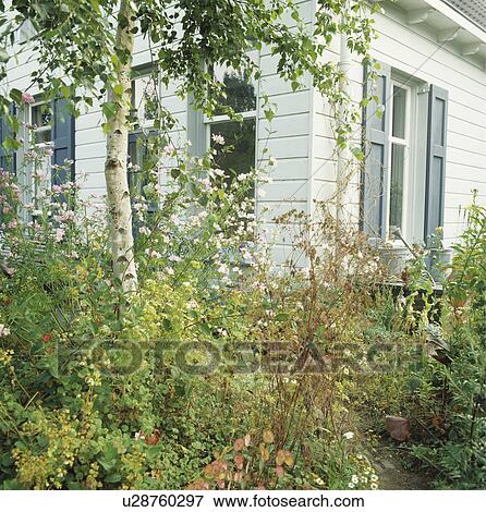 Stock Photo - Birch tree in wild garden border beside white house. Fotosearch