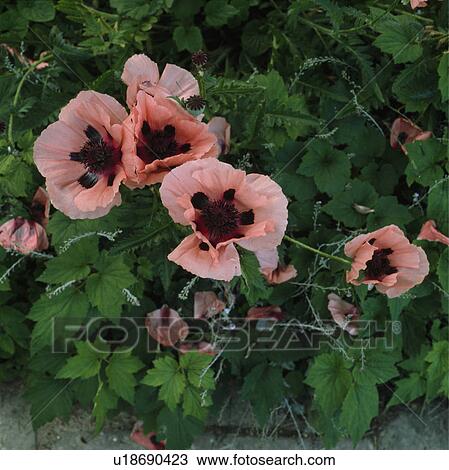 Bird's eye view of pink oriental poppy showinw internal black markings. View Large Photo Image Stock Image - Bird's eye view of pink oriental poppy showinw internal black markings.. Fotosearch