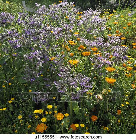 Blue and orange- massed maigolds and borage in a summer border View Large Photo Image Stock Image - Blue and orange- massed maigolds and borage in a summer border. Fotosearch