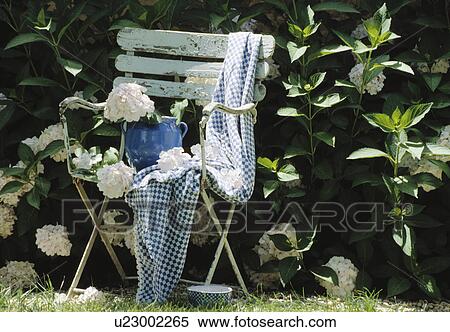 Blue checked cloth and white hydrangeas in blue pot on old white garden chair View Large Photo Image Stock Photography - Blue checked cloth and white hydrangeas in blue pot on old white garden chair. Fotosearch