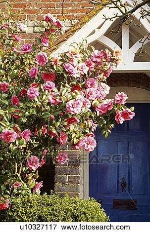 Stock Photo - Blue front door framed by a pink camelia.. Fotosearch