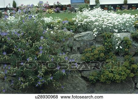 Blue geranium and white cerastium on stone wall View Large Photo Image Stock Photo - Blue geranium and white cerastium on stone wall . Fotosearch