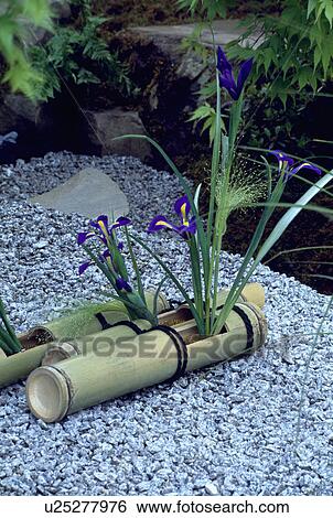 Blue iris in bamboo container on gravel View Large Photo Image Stock Photograph - Blue iris in bamboo container on gravel. Fotosearch