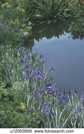 Blue irises growing beside natural pond View Large Photo Image Stock Photo - Blue irises growing beside natural pond. Fotosearch