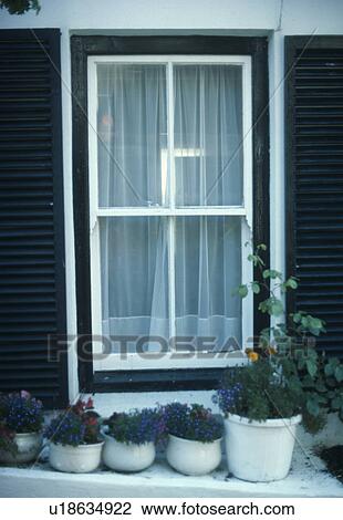 Stock Image - Blue lobelia in white pots below white and black sash window. Fotosearch
