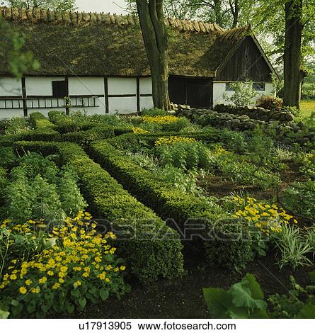 Stock Photography - Box edged herb beds by a thatched barn. Fotosearch