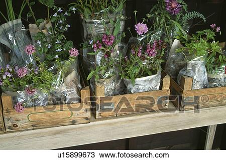 Stock Image - Boxes of plants for sale. Fotosearch