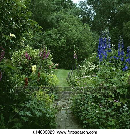 Brick path through borders with blue delphiniums in country garden in summer View Large Photo Image Stock Photo - Brick path through borders with blue delphiniums in country garden in summer. Fotosearch