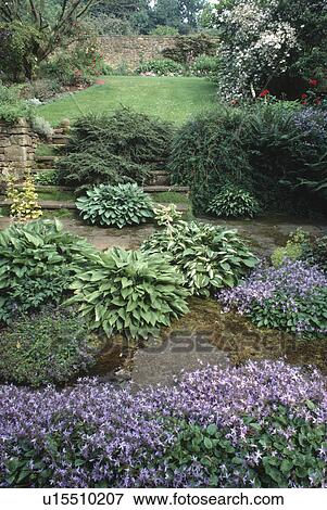 Stock Photo - Campanula poskarskyana and hostas on paving in country garden. Fotosearch