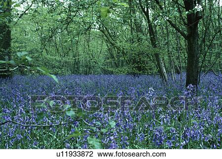 Stock Image - Carpet of bluebells in English woodland. Fotosearch