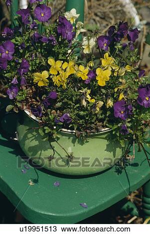 China pot of purple and yellow violas on a chair. View Large Photo Image Stock Image - China pot of purple and yellow violas on a chair.. Fotosearch