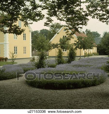 Stock Photograph - Circular lavender beds in gravel in front of cream Scandinavian houses. Fotosearch