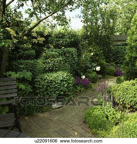 Climbing hydrangea, white peony and purple flowered sage with clipped hebe on either side of an informal brick path View Large Photo Image Stock Photograph - Climbing hydrangea, white peony and purple flowered sage with clipped hebe on either side of an informal brick path. Fotosearch