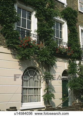Climbing plant on traditional Victorian townhouse with red geraniums on balconies View Large Photo Image Stock Photograph - Climbing plant on traditional Victorian townhouse with red geraniums on balconies. Fotosearch