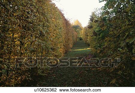 Clipped beach hedge in large country garden in Autumn View Large Photo Image Stock Image - Clipped beach hedge in large country garden in Autumn. Fotosearch