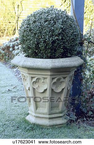 Clipped box in stone pot in country garden in winter View Large Photo Image Stock Image - Clipped box in stone pot in country garden in winter. Fotosearch