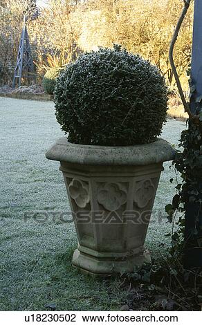 Clipped box in stone pot in country garden in winter View Large Photo Image Stock Image - Clipped box in stone pot in country garden in winter. Fotosearch