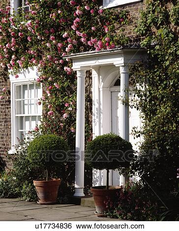 Stock Photograph - Clipped box trees on either side of porch on traditional country house with pink climbing roses. Fotosearch
