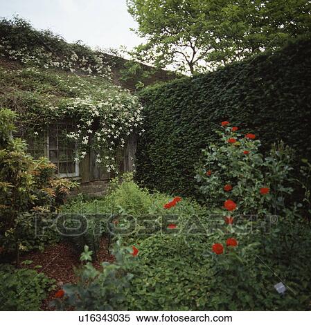 Clipped hedges in country garden in summer View Large Photo Image Stock Photography - Clipped hedges in country garden in summer. Fotosearch